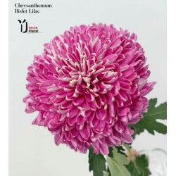 Chrysanthemum Bislet Lilac