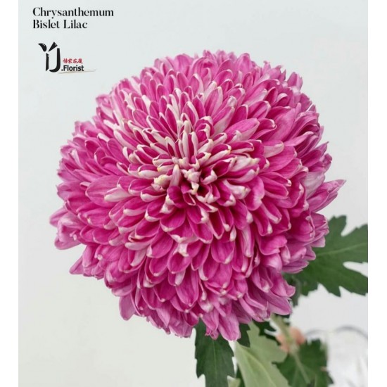 Chrysanthemum Bislet Lilac Chrysanthemum Bislet Lilac