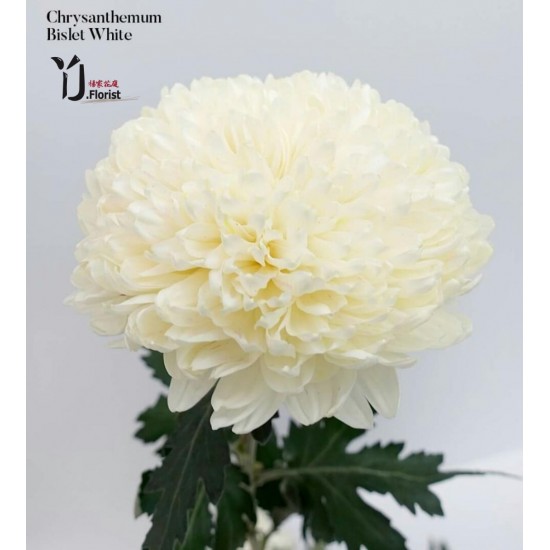 Chrysanthemum Bislet White Chrysanthemum Bislet White