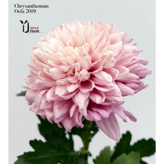 Chrysanthemum Oefa 2019
