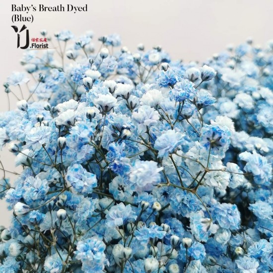 Baby's Breath (Blue) Baby's Breath (Blue)