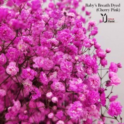 Baby's Breath ( Cherry Pink) 