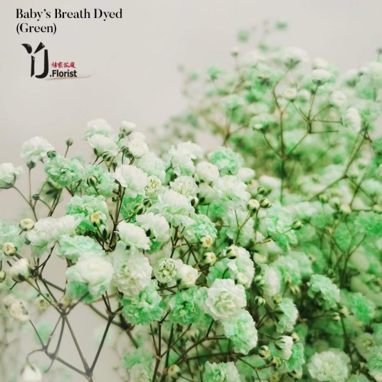 Baby's Breath (Green) Baby's Breath (Green)