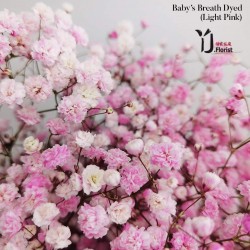 Baby's Breath ( Light Pink) 