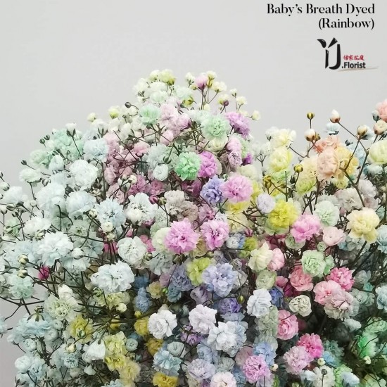 Baby's Breath (Rainbow) Baby's Breath (Rainbow)