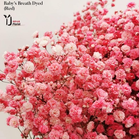 Imported Baby's Breath ( Red ) 