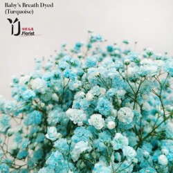 Baby's Breath (Turquoise) 