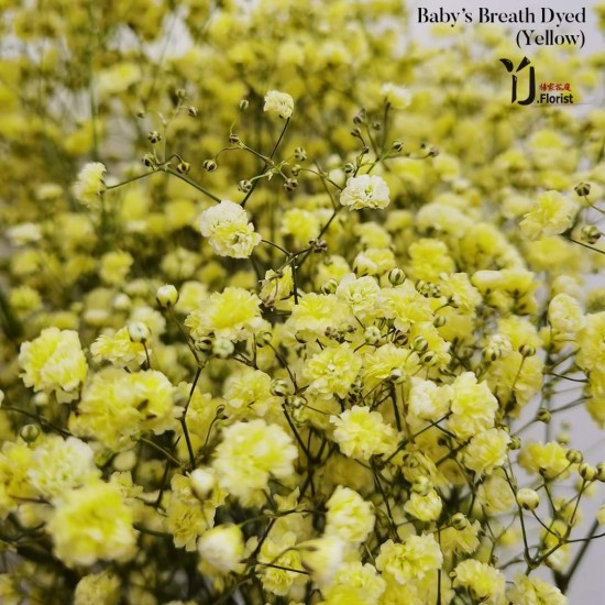 Baby's Breath (Yellow) Baby's Breath (Yellow)