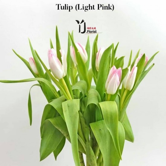 Tulip( Light Pink)