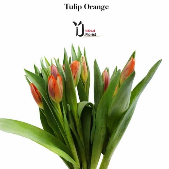 Tulip Orange