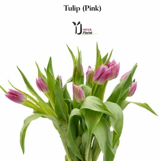 Tulip Pink Tulip Pink