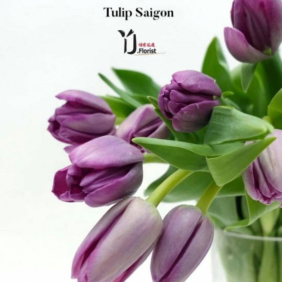 Tulip Saigon 