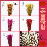 银柳 Pussy Willows