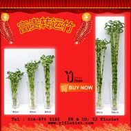 富贵转运竹 Lucky Bamboo