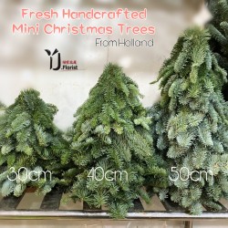 Fresh Handcrafted Mini Christmas Tree (Pre- Order)