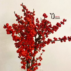 Fresh Holland IIex Berry Per Stem ( Pre-Order)